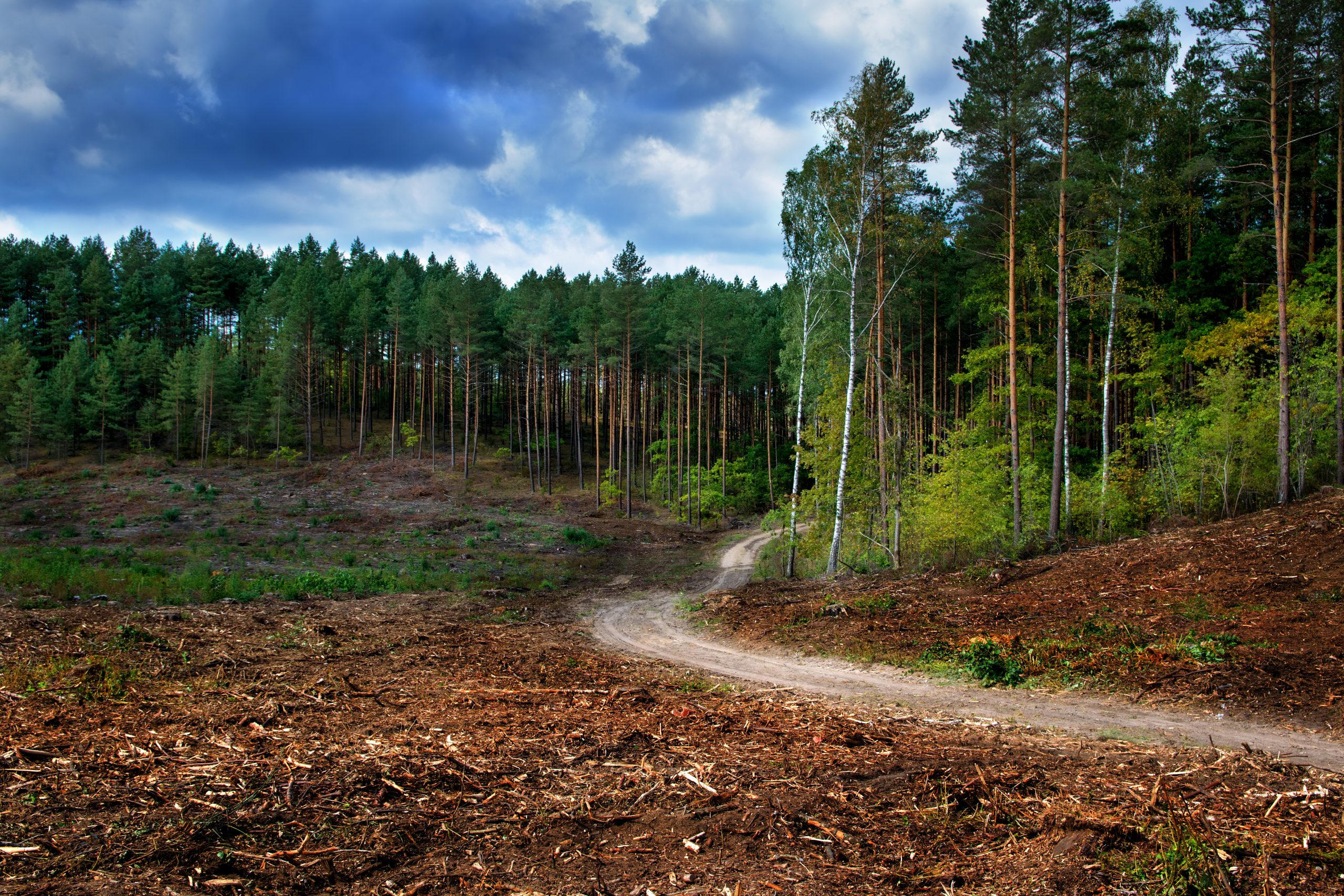 Land Clearing
